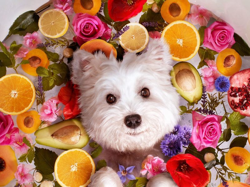 June20 and Beaphar say it with flowers – and fruit
